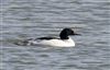 Goosander
