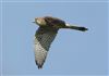 Kestrel