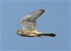 Kestrel