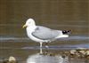 Herring Gull