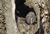 Little Owl