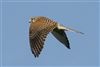 Kestrel