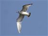 Common Gull