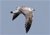 Common Gull