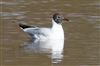 Black-headed Gull