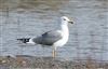 Lesser Black-backed Gull