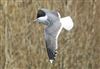 Lesser Black-backed Gull