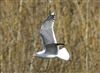 Lesser Black-backed Gull
