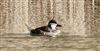 Ruddy Duck