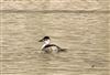 Ruddy Duck