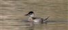 Ruddy Duck