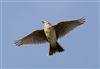 Skylark