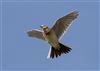 Skylark