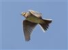 Skylark