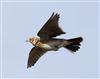 Skylark