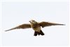 Skylark
