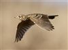 Skylark