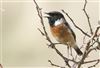 Stonechat