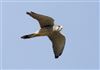 Kestrel