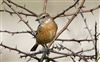 Stonechat