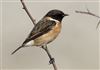 Stonechat