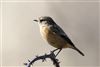 Stonechat