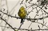 Yellowhammer