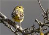 Yellowhammer