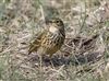 Meadow Pipit