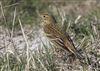 Meadow Pipit