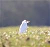 Cattle Egret