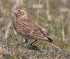 Skylark