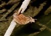 Wren