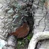 Wren