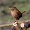 Wren