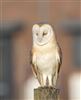 Barn Owl
