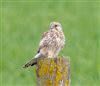 Kestrel