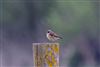 Whinchat