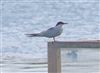 Common Tern