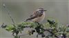 Whinchat