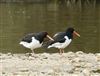 Oystercatcher