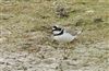 Little Ringed Plover