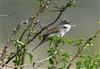 Whitethroat