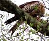 Red Kite