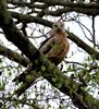 Red Kite
