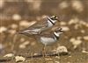 Little Ringed Plover