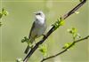 Whitethroat