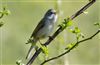 Whitethroat