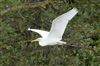 Great White Egret