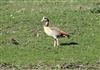 Egyptian Goose
